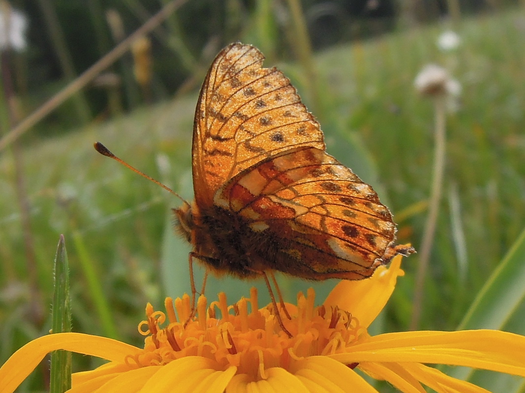 Boloria napaea o pales  ?   Entrambe....